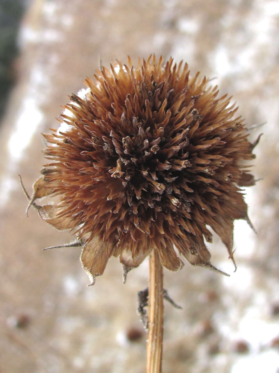 Image of common sunflower