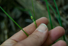 Image of Swan's sedge