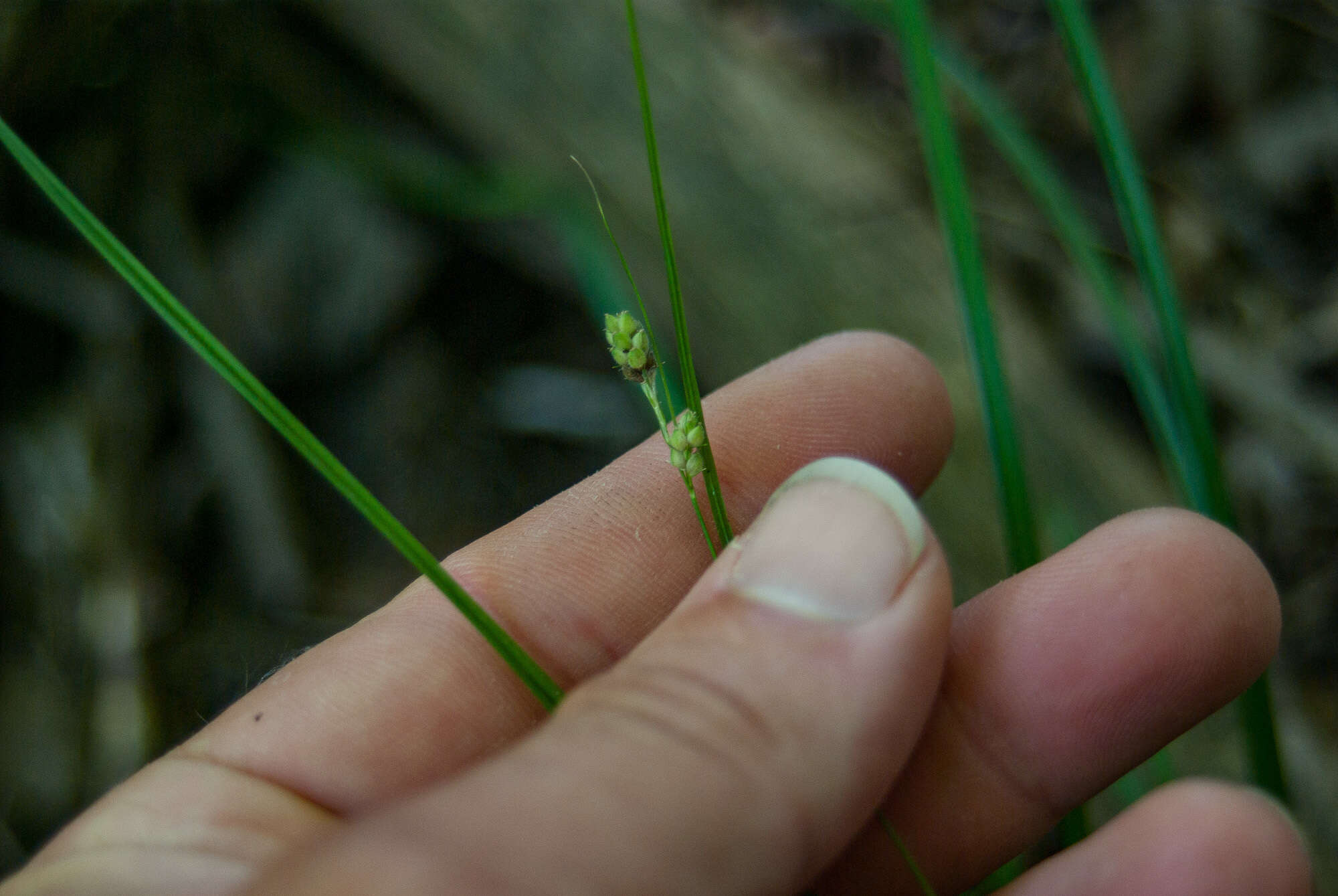 Image of Swan's sedge