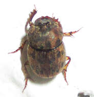 Image of Onthophagus (Furconthophagus) variegatus (Fabricius 1798)