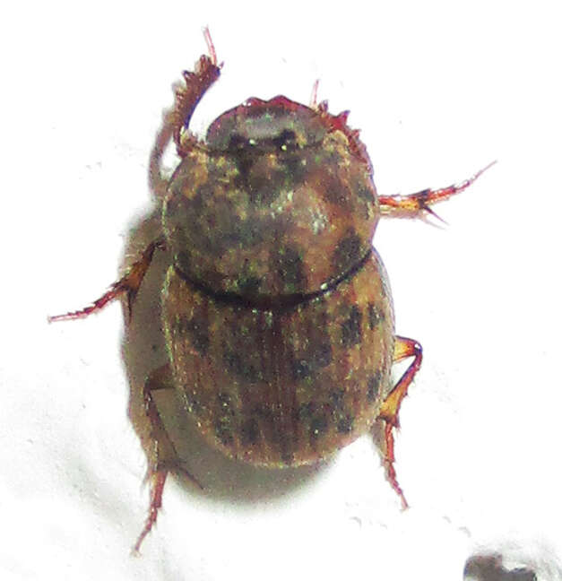 Image of Onthophagus (Furconthophagus) variegatus (Fabricius 1798)