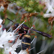 Image of Two-banded Cellophane-cuckoo Bee