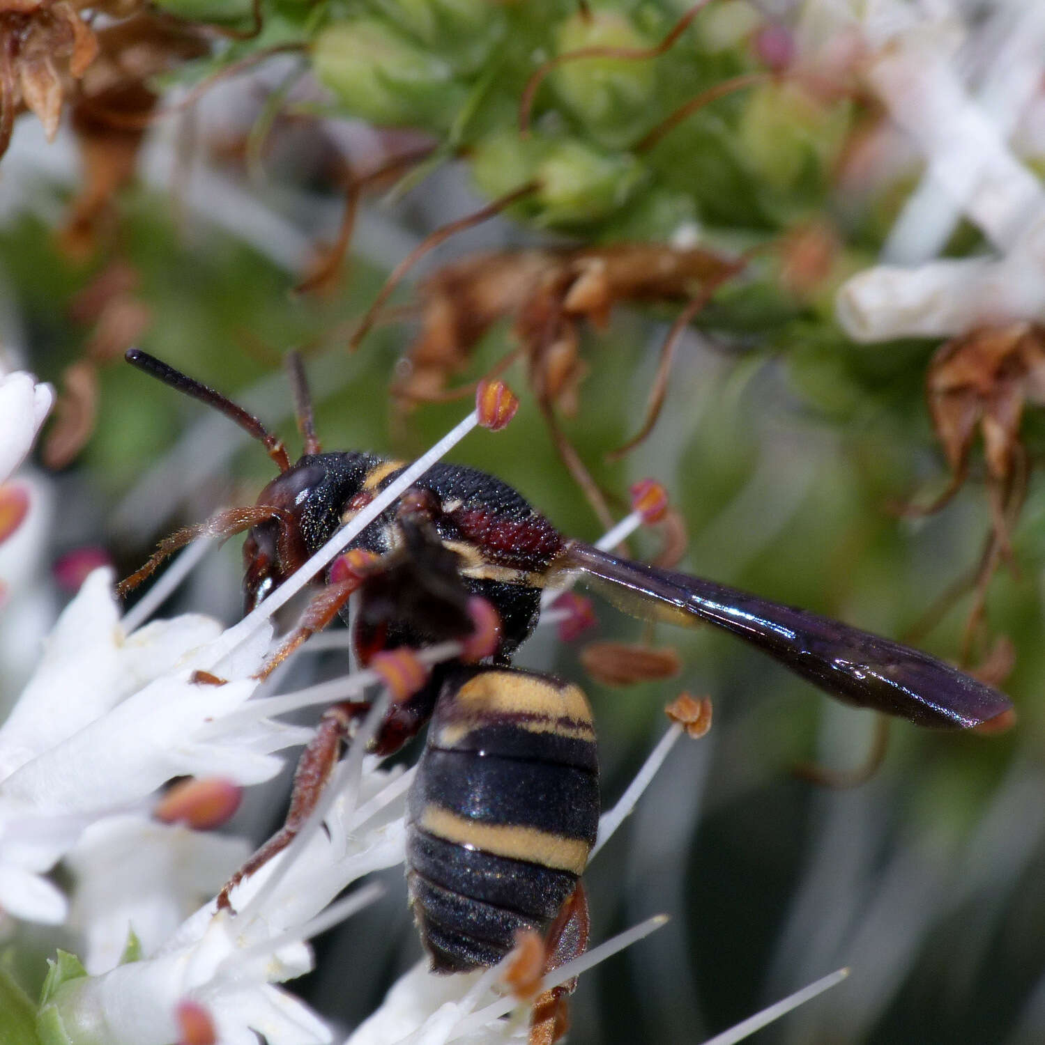 Imagem de Epeolus bifasciatus Cresson 1864