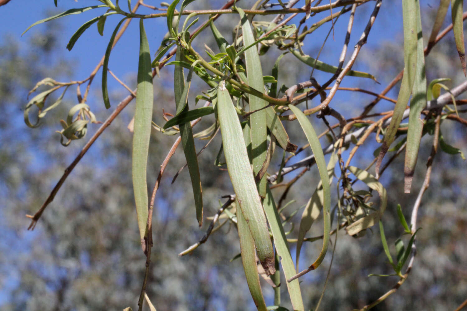 Imagem de Eremophila bignoniiflora (Benth.) F. Muell.