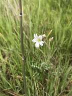 Imagem de Cerastium arvense subsp. strictum (L.) Gaudin