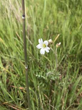 Image of field chickweed