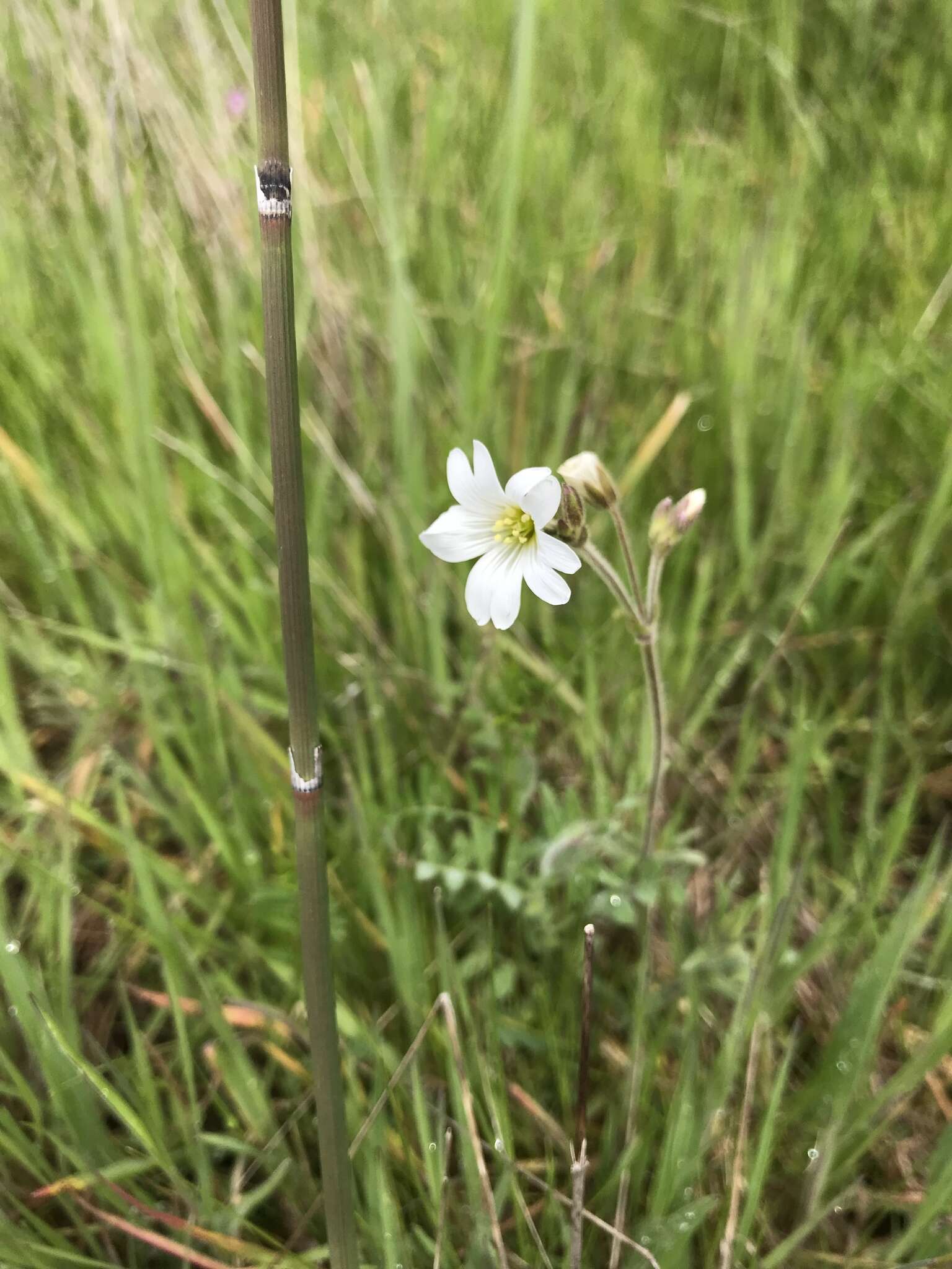 Imagem de Cerastium arvense subsp. strictum (L.) Gaudin