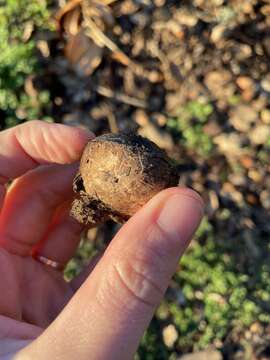 Image of Geastrum fuscoglebum (Zeller) Jeppson & E. Larss.