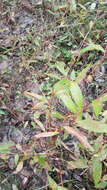 Image of Swamp Smartweed