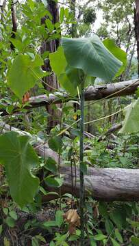 Image of parasol leaf tree