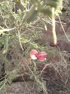 Image of Indigofera heterotricha DC.