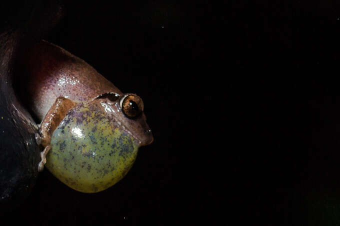 Image of Pseudophilautus amboli (Biju & Bossuyt 2009)