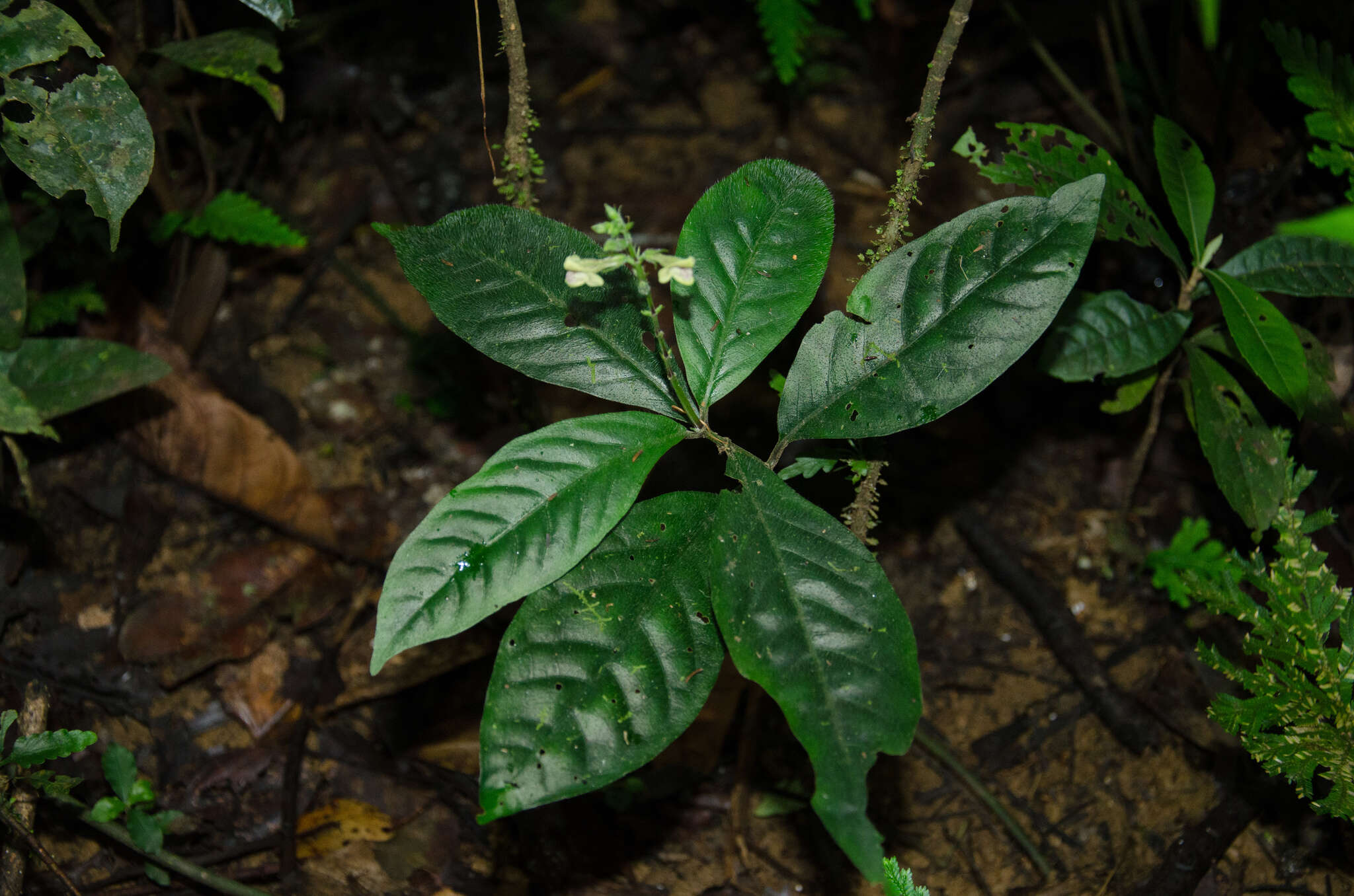 Image of Asystasia leptostachya Lindau