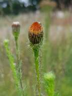 Image of poreleaf dogweed