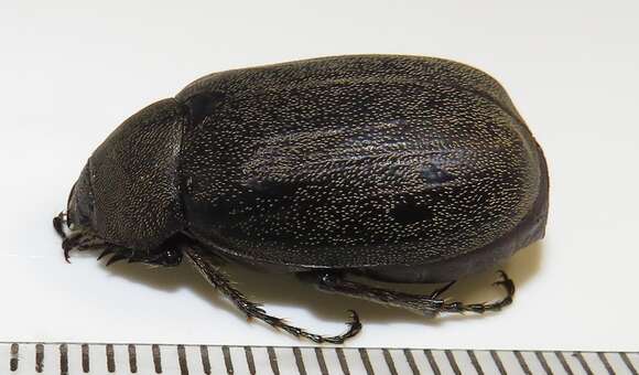 Image of Asthenopholis adspersa (Boheman 1857)