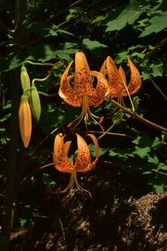 Слика од Lilium humboldtii subsp. humboldtii