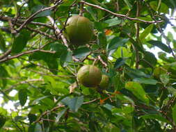 Image of Dhundal tree