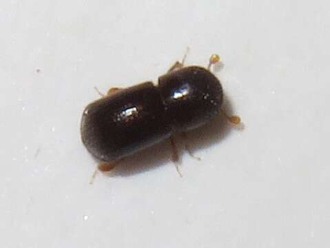 Image of Bark beetle