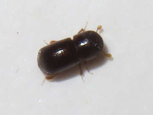 Image of Bark beetle