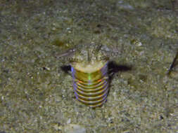 Image of Aphrodite worm