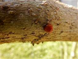 Image of Lady beetle