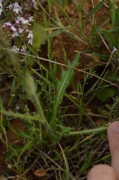 Image of Biscutella coronopifolia L.