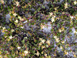 Image of sprawling wirevine