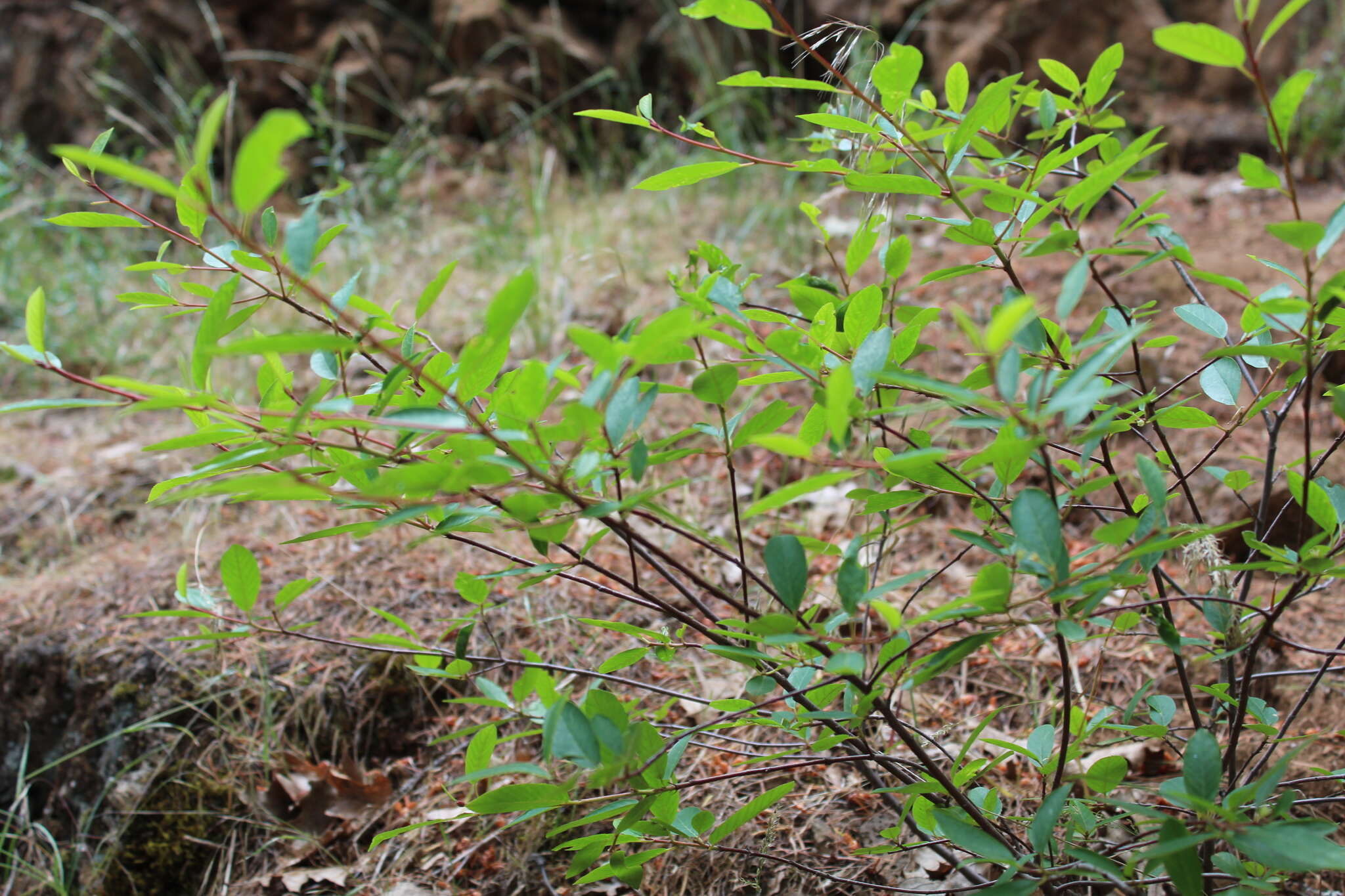 Image de Frangula rubra (Greene) Grubov