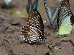 Sivun Graphium macareus (Godart 1819) kuva