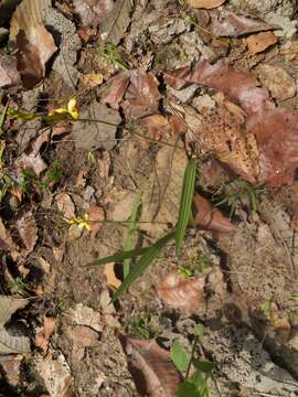 Image of Bletia adenocarpa Rchb. fil.