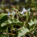 Image of Solanum reineckii Briq.