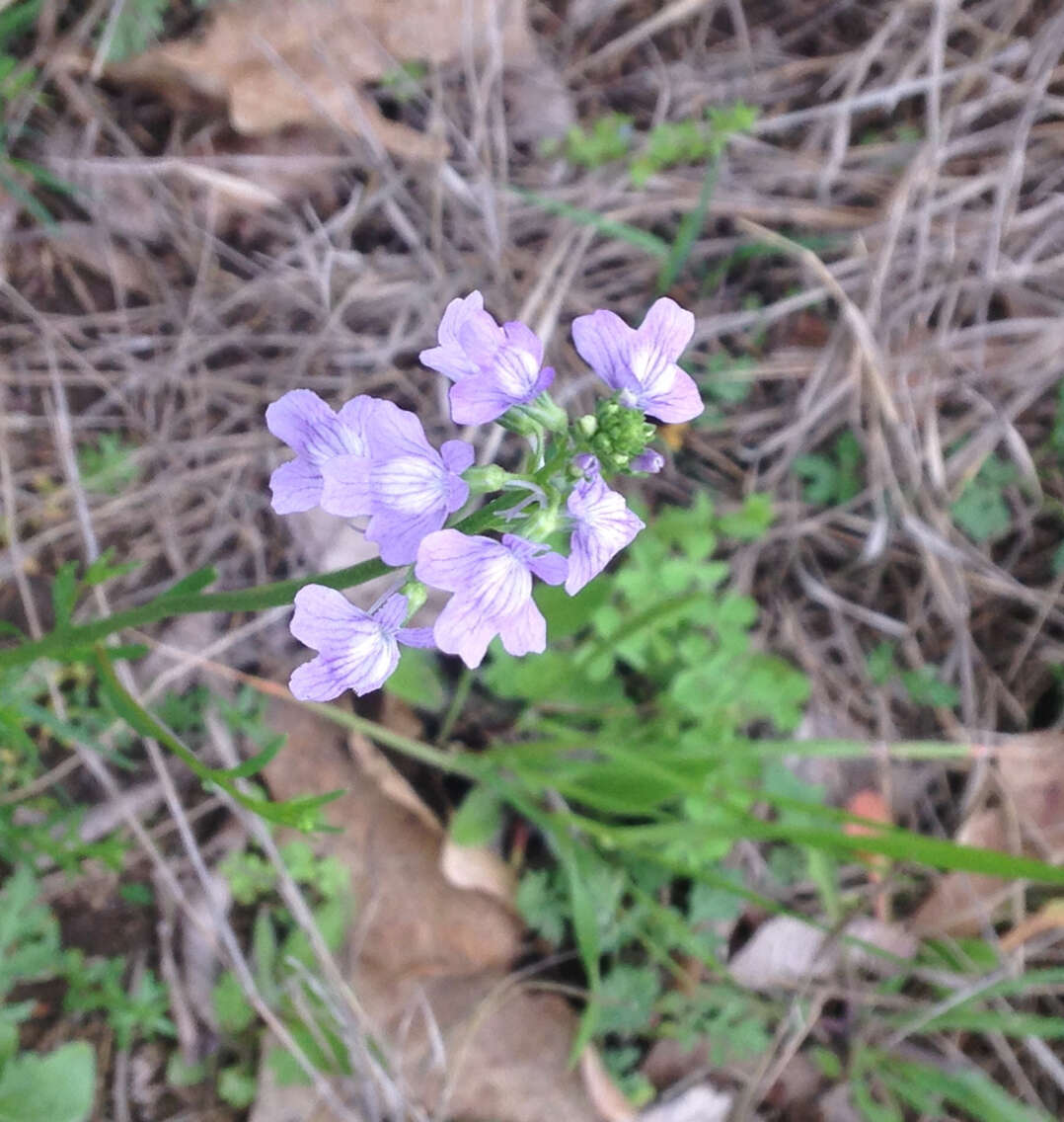 Image of Texas toadflax