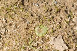 Image of Riccia cavernosa Hoffm.