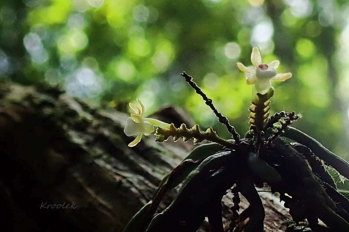 Image de Taeniophyllum pusillum (Willd.) Seidenf. & Ormerod