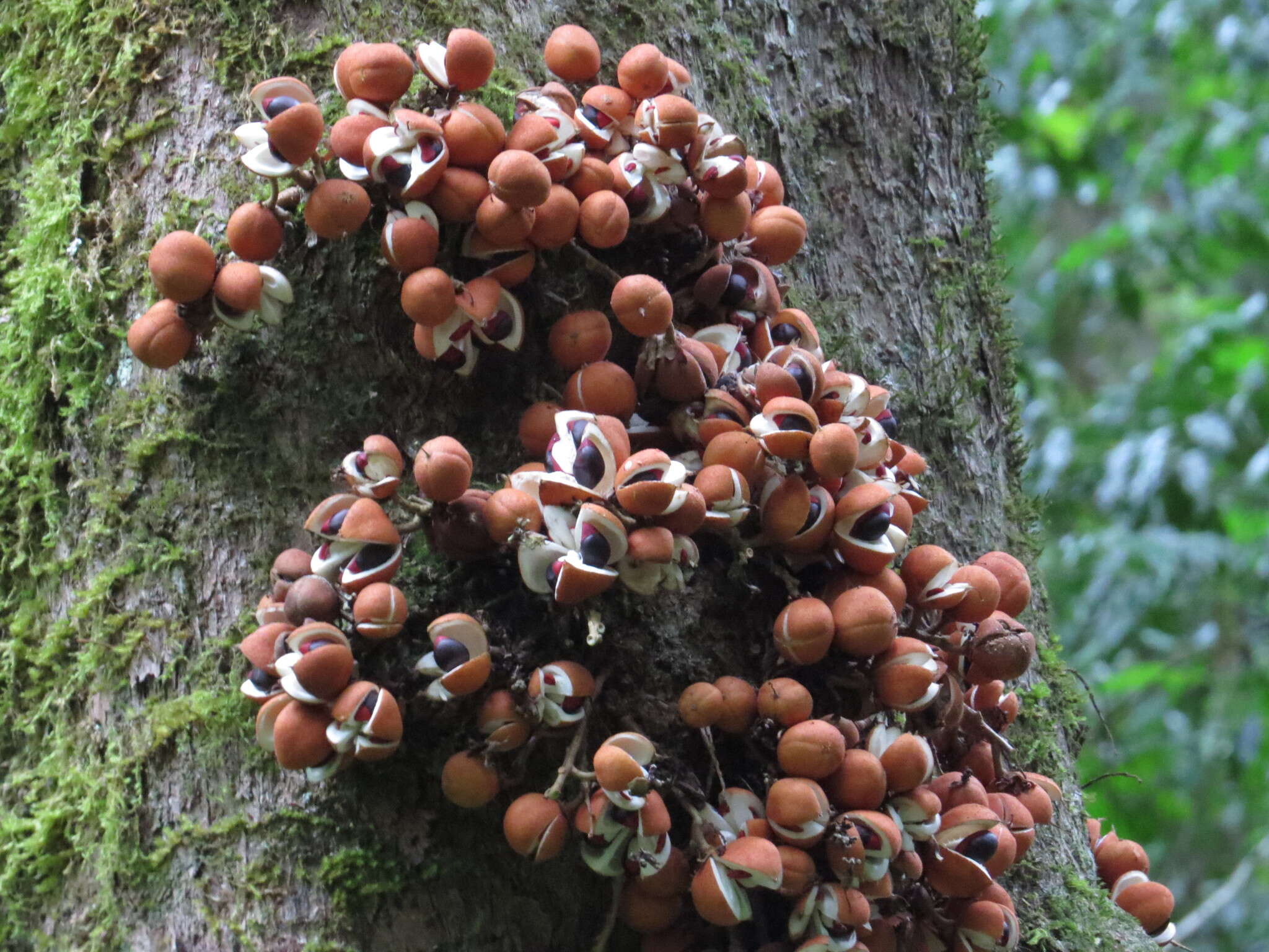 Слика од Dysoxylum parasiticum (Osbeck) Kosterm.