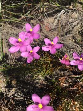 Image of Chironia linoides L.