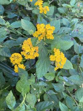 Lantana polyacantha Schauer resmi