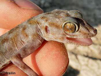 Image of Sahelian Fan-toed Gecko