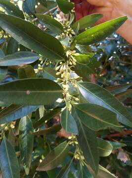 Image of South African coffee tree