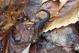 Image of Allegheny Mountain Dusky Salamander