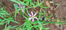 Image of Camptorrhiza indica S. R. Yadav, N. P. Singh & B. Mathew