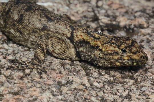 Image of Spiny lava lizard