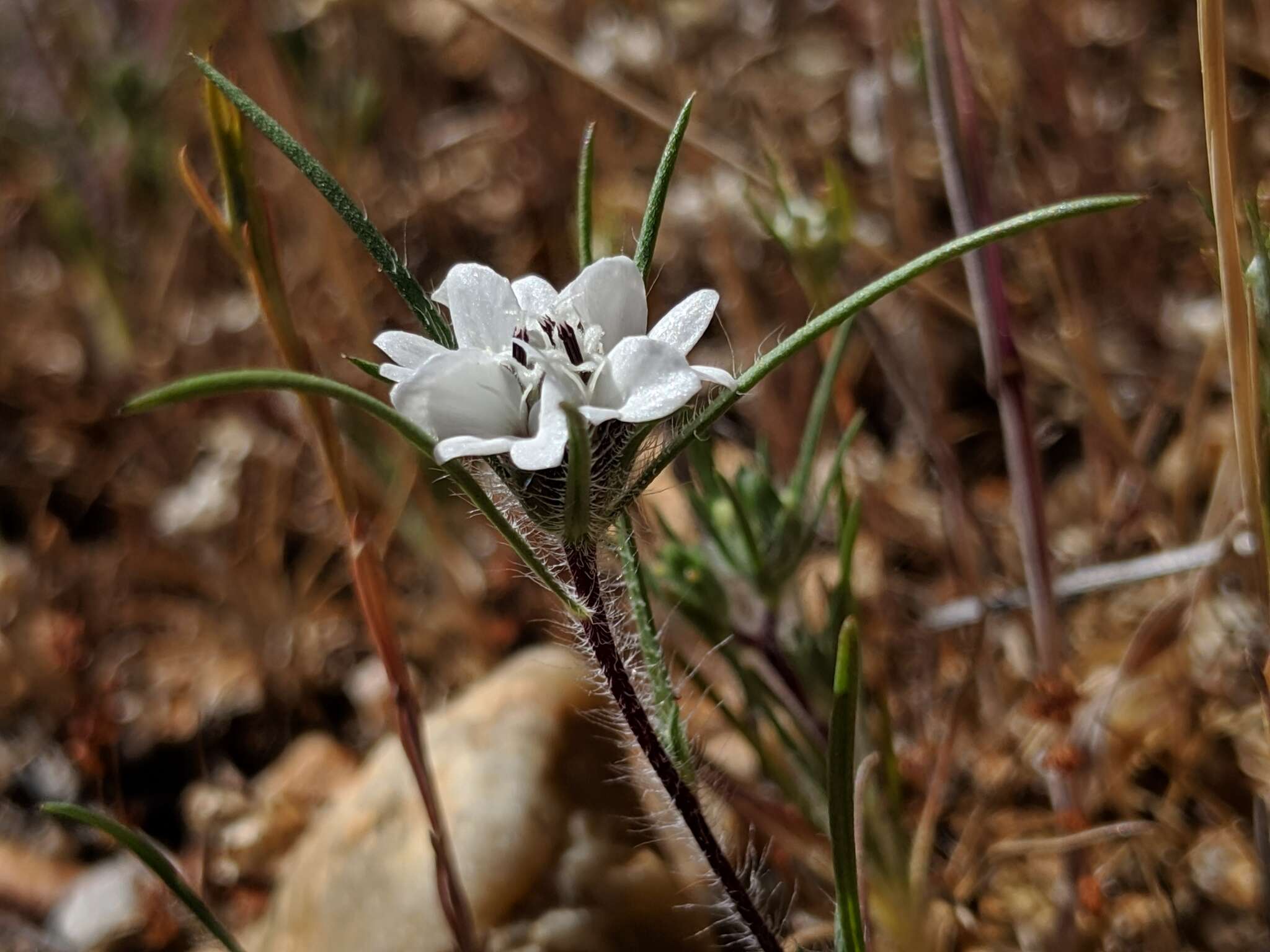 Image of dwarf western rosinweed