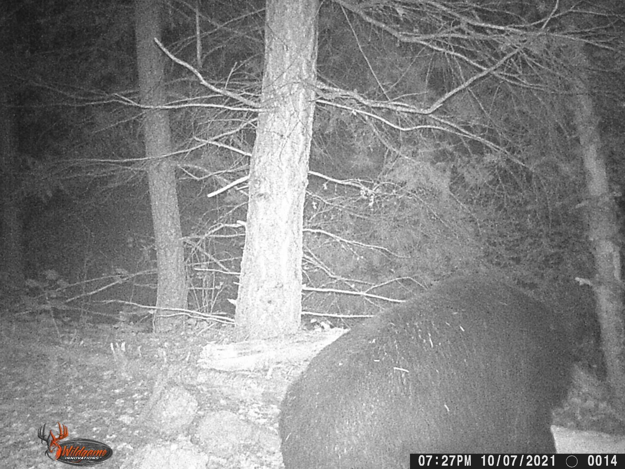 Image of West Mexican Black Bear