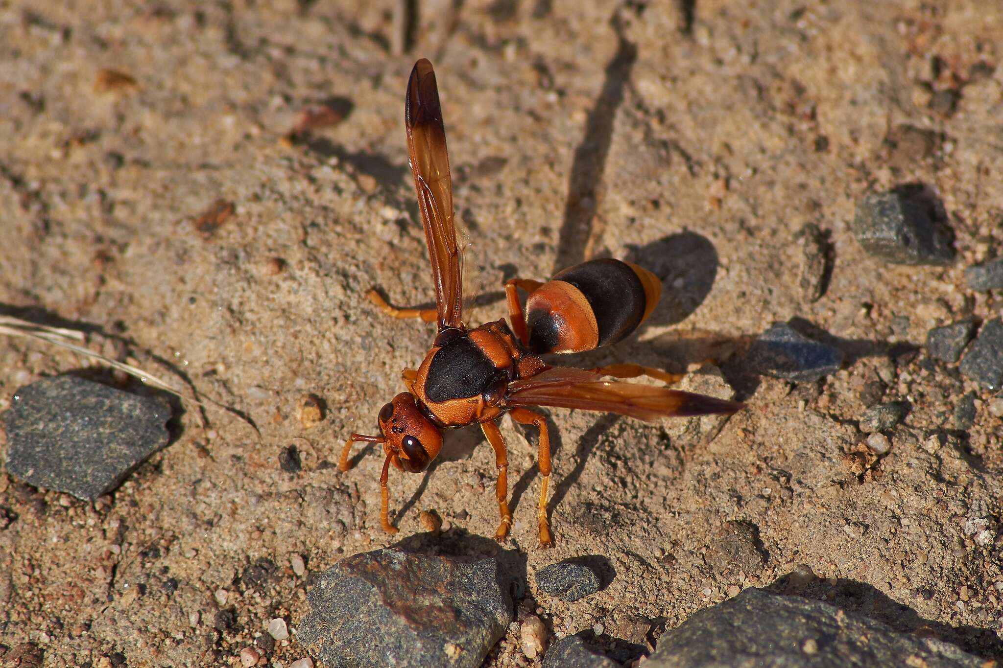 Abispa ephippium (Fabricius 1775)的圖片