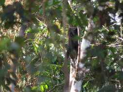 Image of Black Titi