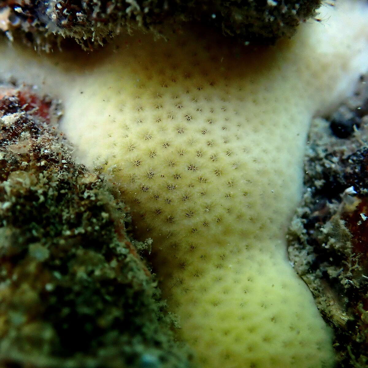 Image of giant sponge