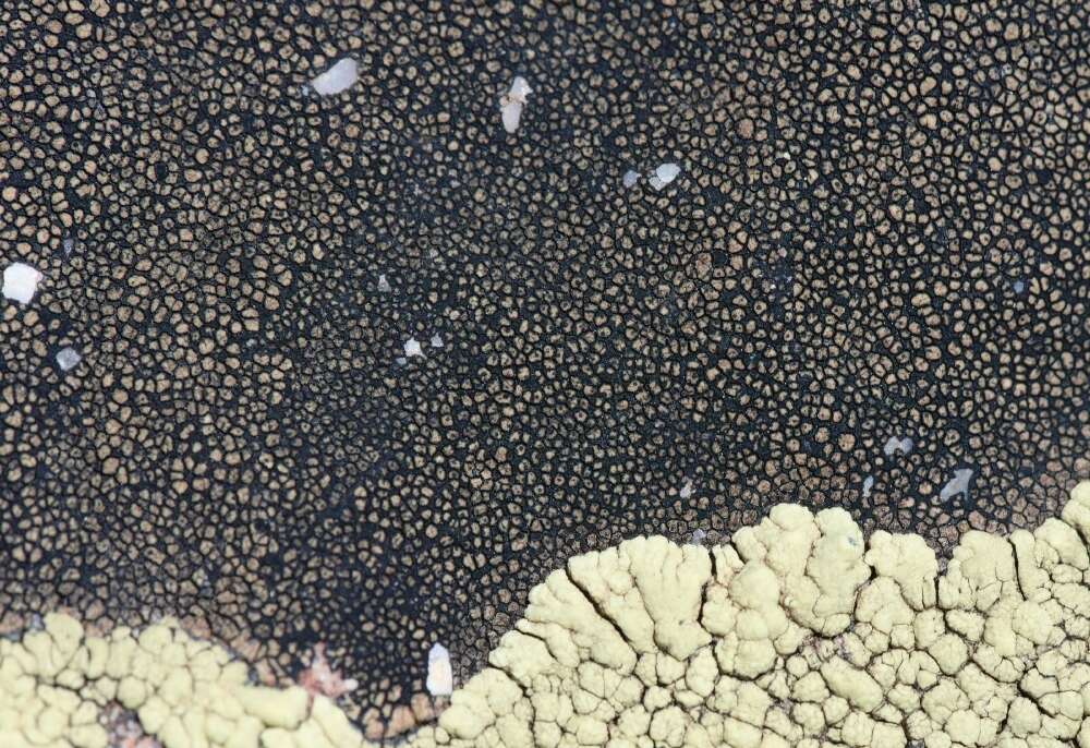 Image of sporastatia lichen