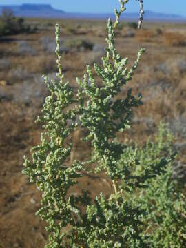 Image of Caroxylon aphyllum (L. fil.) N. N. Tzvelev