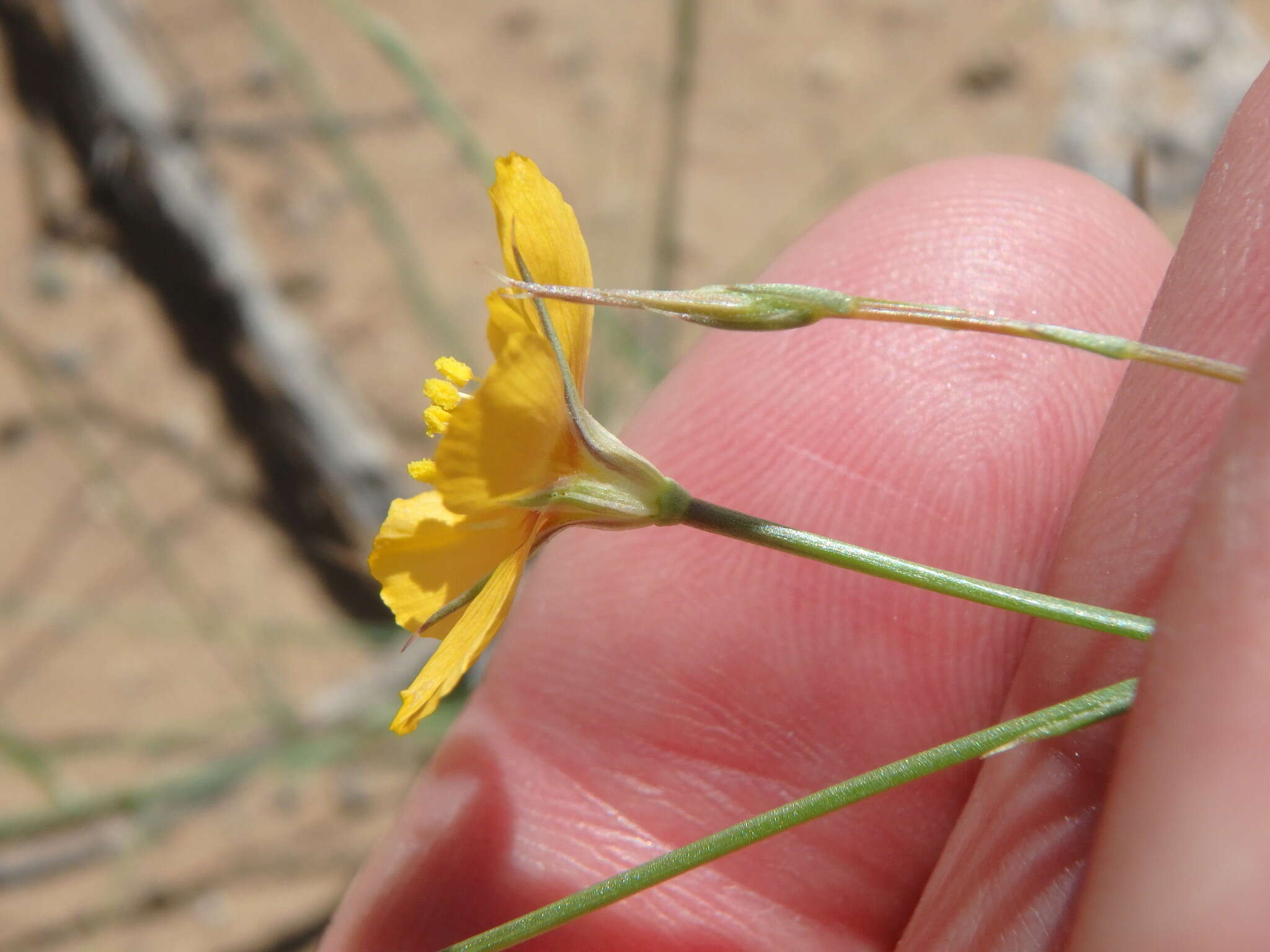 Linum aristatum Engelm. resmi